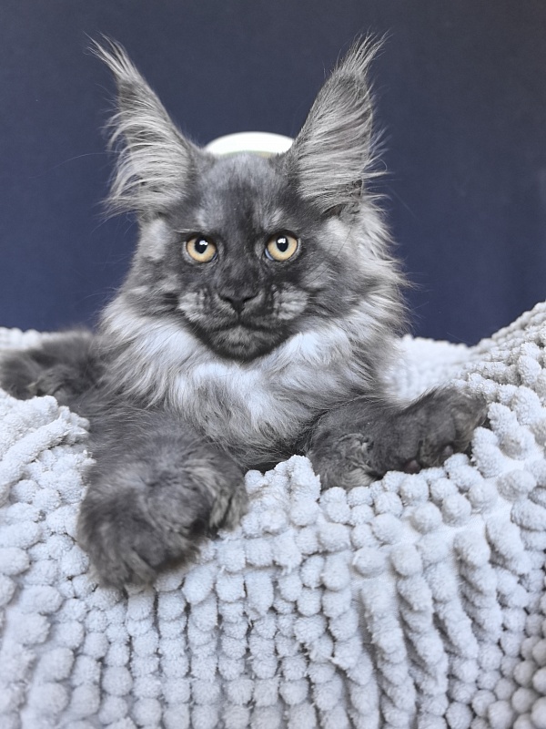 Ajax Akbars (polydactyl) PET - Kitten maine-coon 2 months 2 weeks