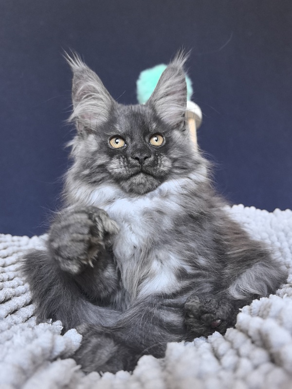 Ajax Akbars (polydactyl) PET - Kitten maine-coon 2 months 2 weeks