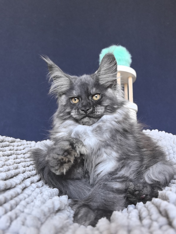 Ajax Akbars (polydactyl) PET - Kitten maine-coon 2 months 2 weeks