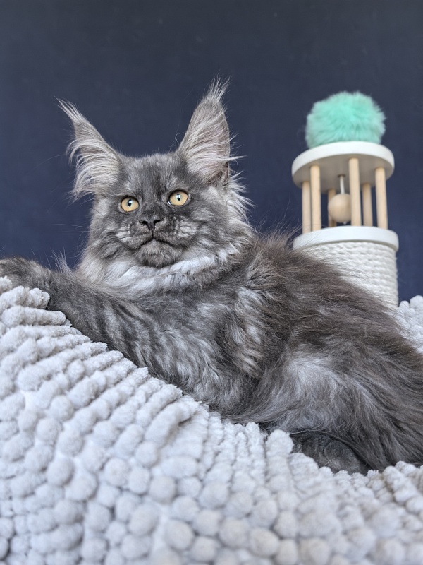 Ajax Akbars (polydactyl) PET - Kitten maine-coon 2 months 2 weeks