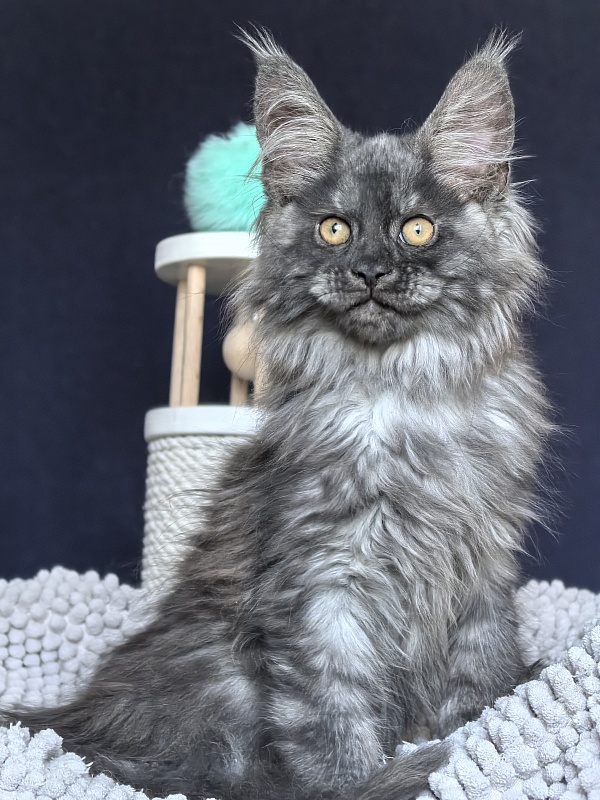 Ajax Akbars (polydactyl) PET - Kitten maine-coon 2 months 2 weeks