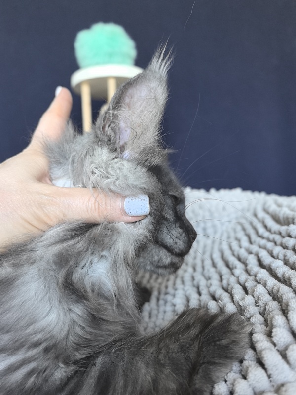 Ajax Akbars (polydactyl) PET - Kitten maine-coon 2 months 2 weeks