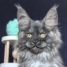 Ajax Akbars (polydactyl) PET