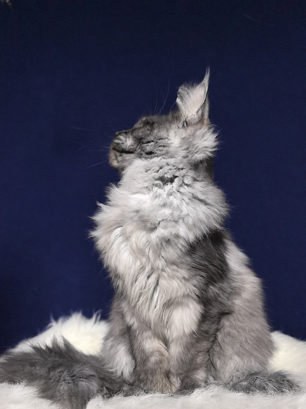 Arichka Akbars (polydactyl) - Kitten maine-coon 4 months