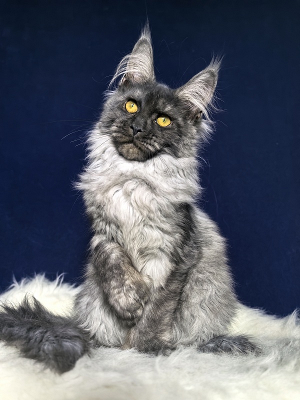 Arichka Akbars (polydactyl) - Kitten maine-coon 4 months