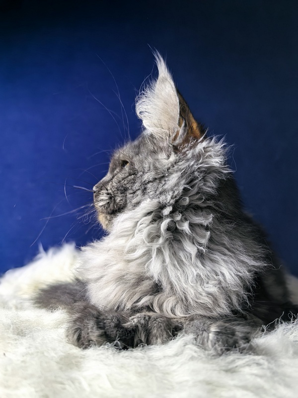 Arichka Akbars (polydactyl) - Kitten maine-coon 4 months