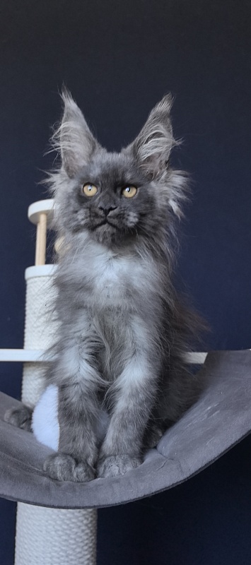 Dior Akbars - Kitten maine-coon 2 months 2 weeks