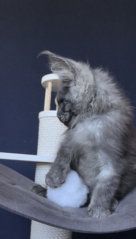 Dior Akbars - Kitten maine-coon 2 months 2 weeks