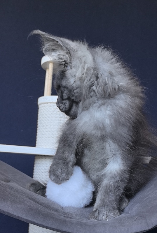 Dior Akbars - Kitten maine-coon 2 months 2 weeks