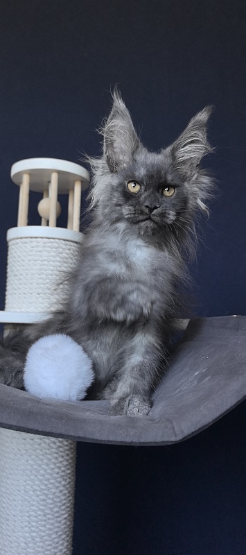Dior Akbars - Kitten maine-coon 2 months 2 weeks