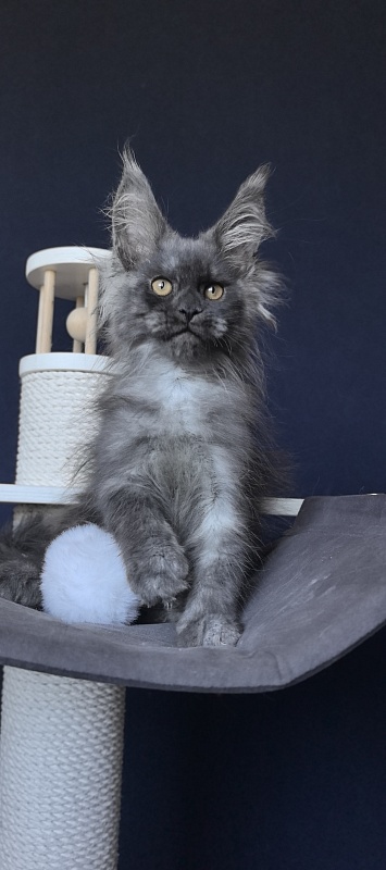 Dior Akbars - Kitten maine-coon 2 months 2 weeks