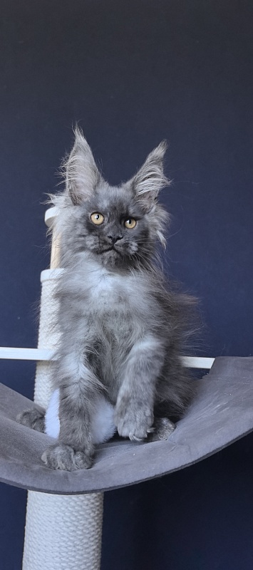 Dior Akbars - Kitten maine-coon 2 months 2 weeks