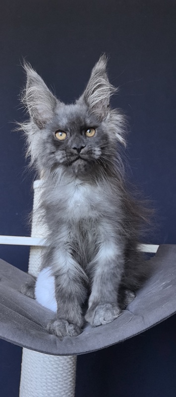 Dior Akbars - Kitten maine-coon 2 months 2 weeks