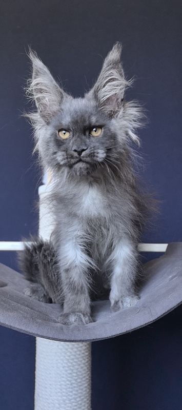 Dior Akbars - Kitten maine-coon 2 months 2 weeks