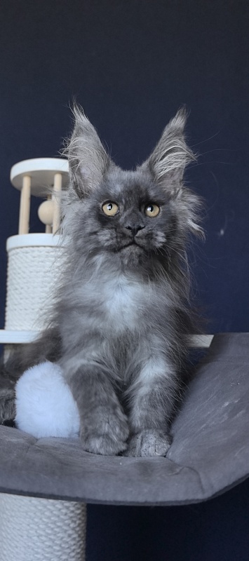 Dior Akbars - Kitten maine-coon 2 months 2 weeks