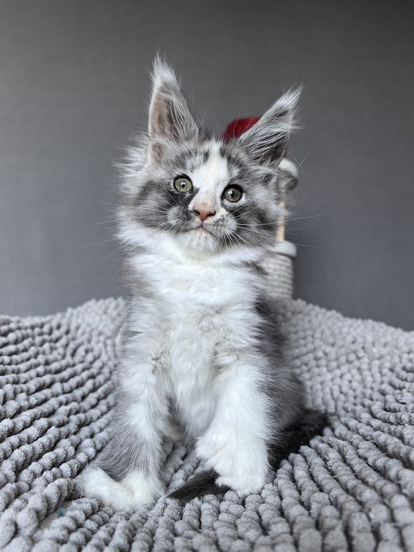 Evsevia Akbars (polydactyl) - Kitten maine-coon 1 month 2 weeks