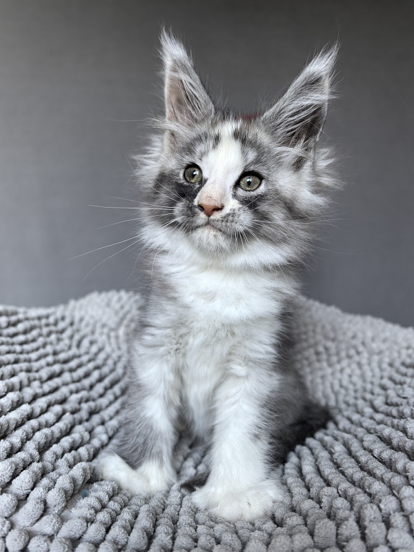 Evsevia Akbars (polydactyl) - Kitten maine-coon 1 month 2 weeks