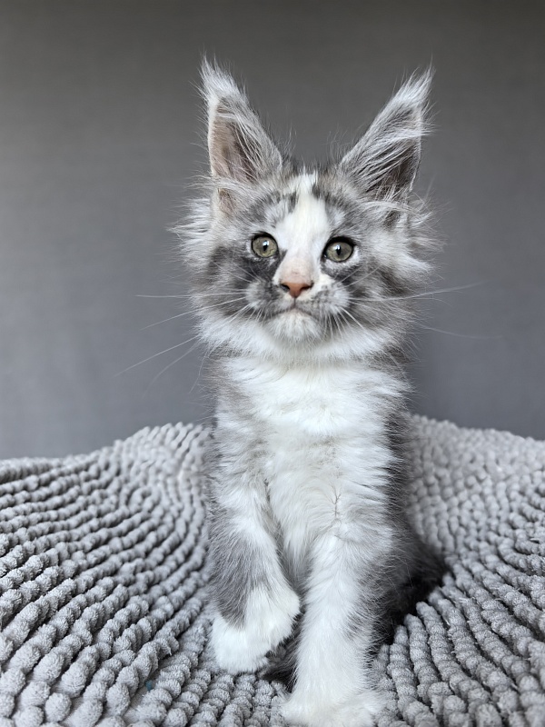 Evsevia Akbars (polydactyl) - Kitten maine-coon 1 month 2 weeks