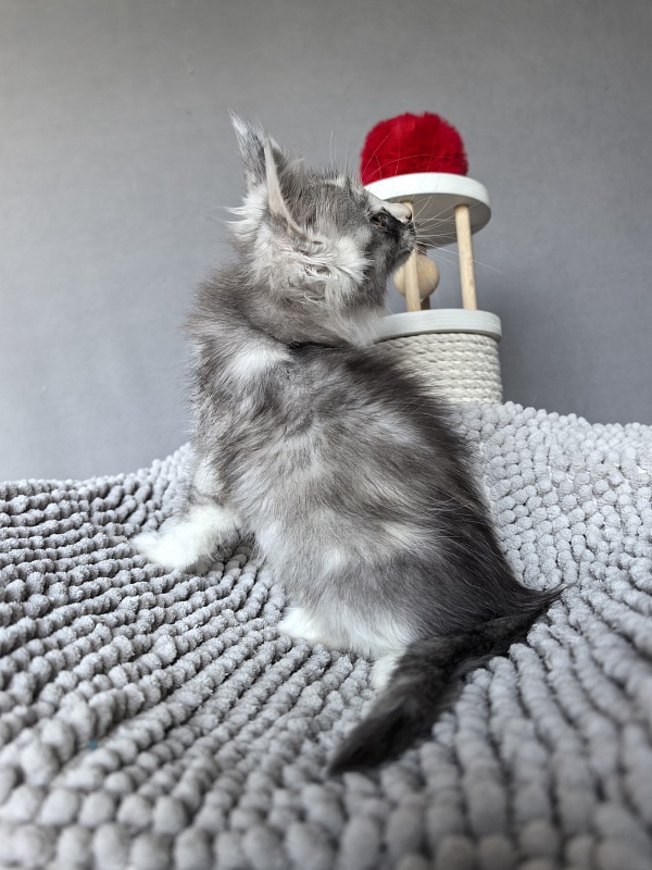 Evsevia Akbars (polydactyl) - Kitten maine-coon 1 month 2 weeks