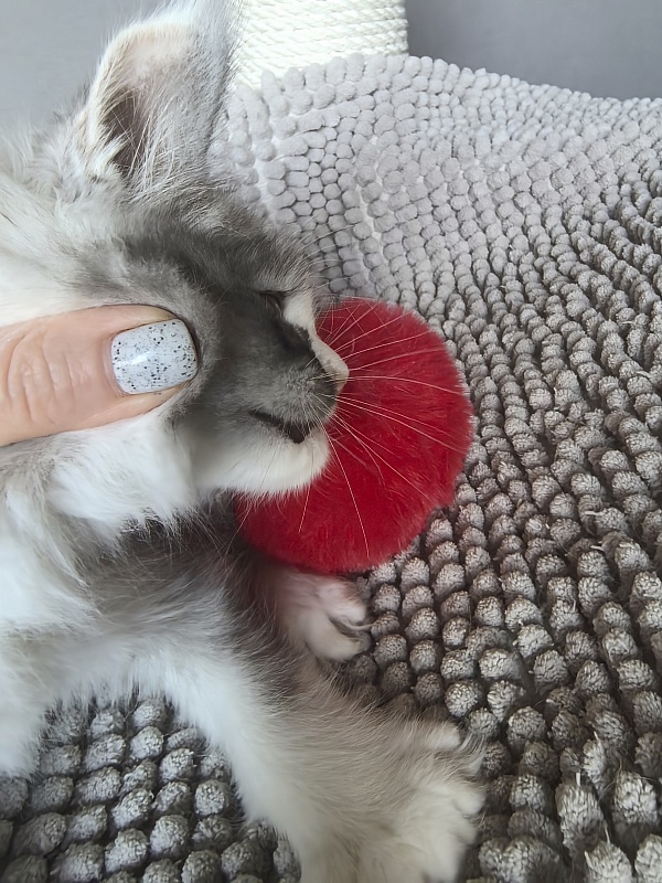 Evsevia Akbars (polydactyl) - Kitten maine-coon 1 month 2 weeks