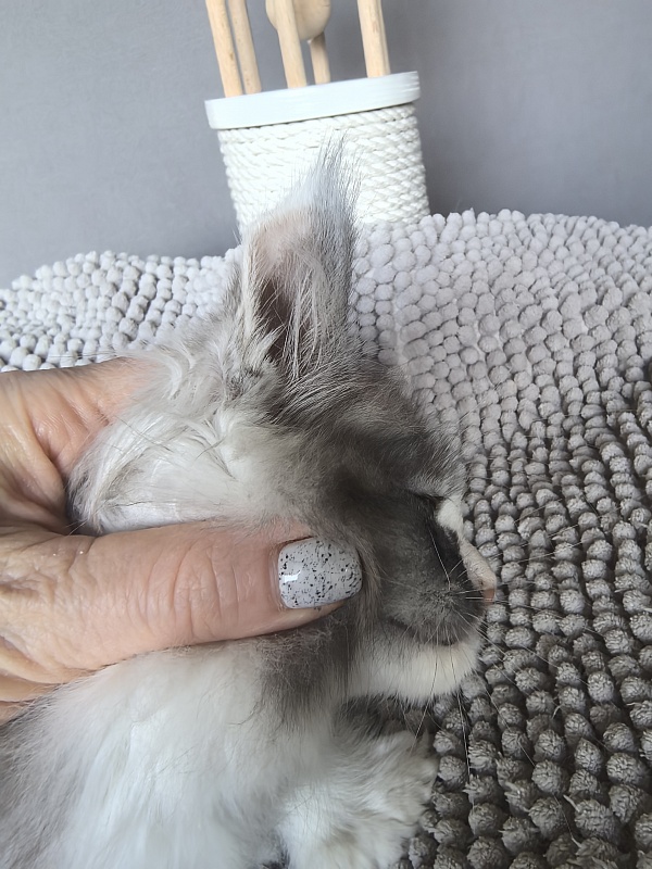 Evsevia Akbars (polydactyl) - Kitten maine-coon 1 month 2 weeks