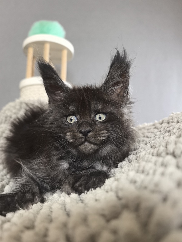 Fido Akbars (polydactyl) - Kitten maine-coon 1 month 2.5 weeks