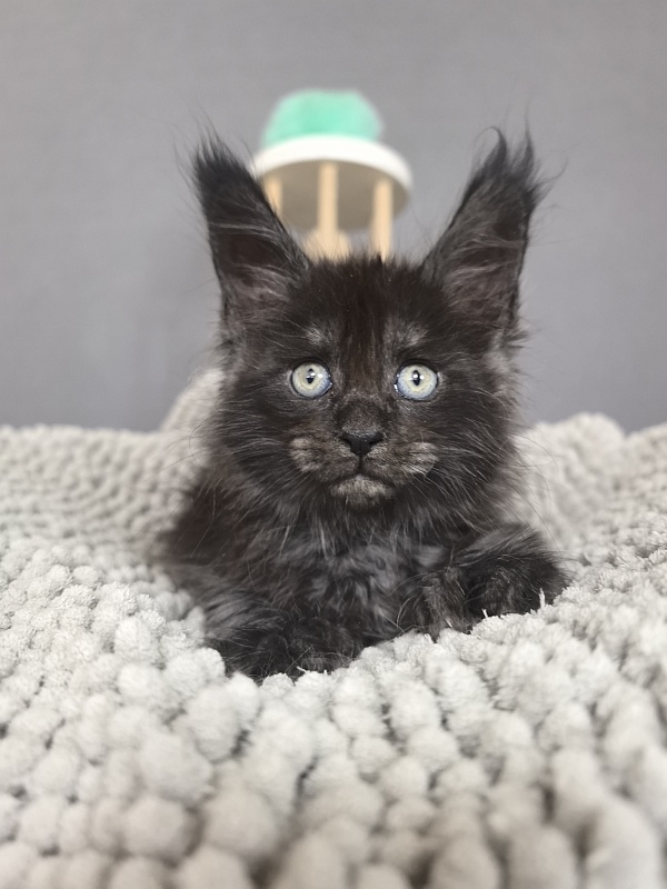 Fido Akbars (polydactyl) - Kitten maine-coon 1 month 2.5 weeks
