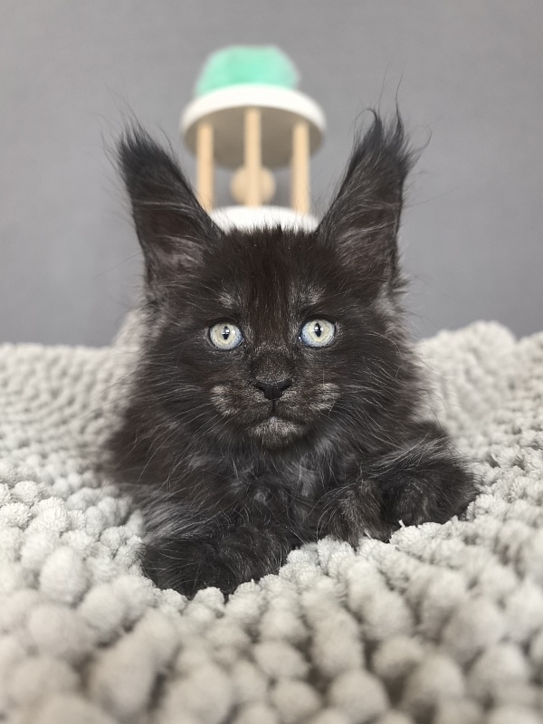 Fido Akbars (polydactyl) - Kitten maine-coon 1 month 2.5 weeks