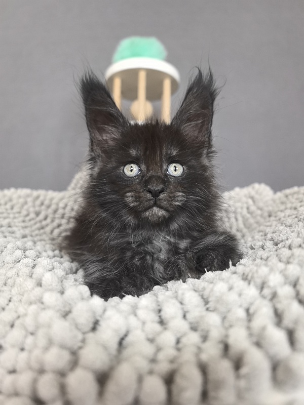 Fido Akbars (polydactyl) - Kitten maine-coon 1 month 2.5 weeks