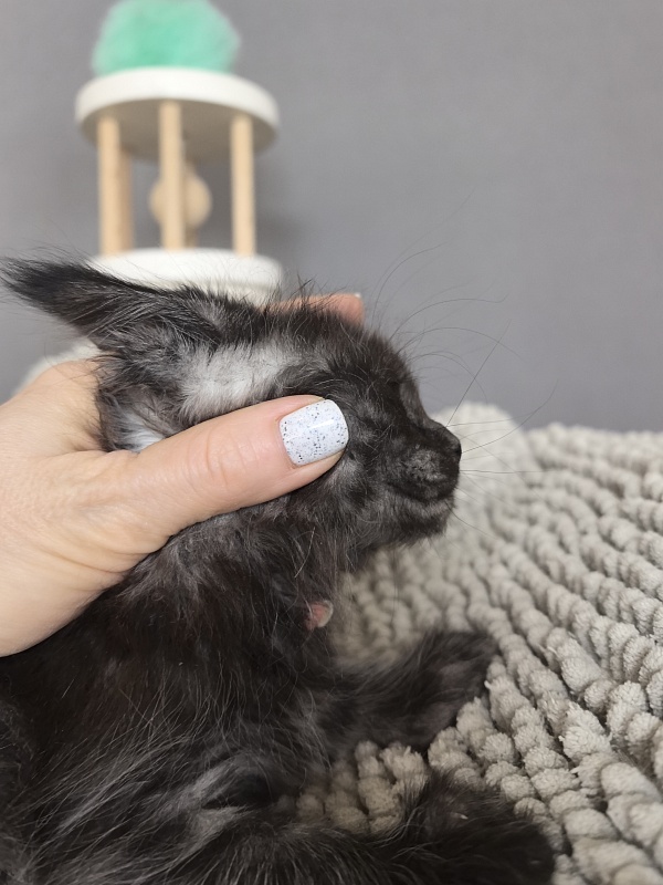 Fido Akbars (polydactyl) - Kitten maine-coon 1 month 2.5 weeks