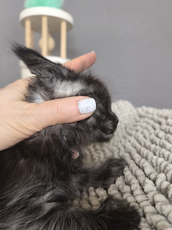 Fido Akbars (polydactyl) - Kitten maine-coon 1 month 2.5 weeks
