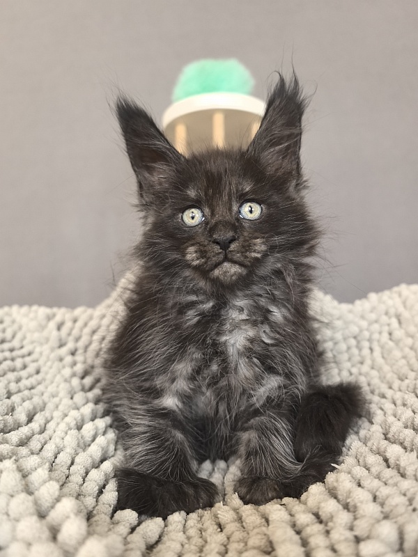 Fido Akbars (polydactyl) - Kitten maine-coon 1 month 2.5 weeks