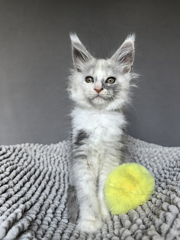 Hestina   Akbars - Kitten maine-coon 1 month 3 weeks