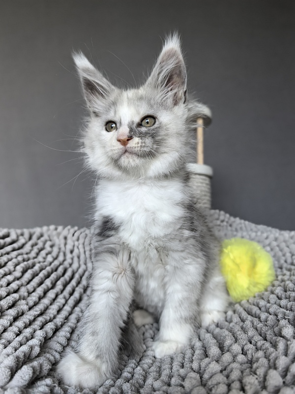 Hestina   Akbars - Kitten maine-coon 1 month 3 weeks