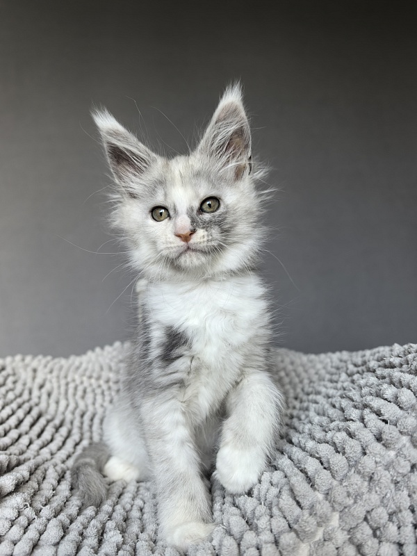 Hestina   Akbars - Kitten maine-coon 1 month 3 weeks