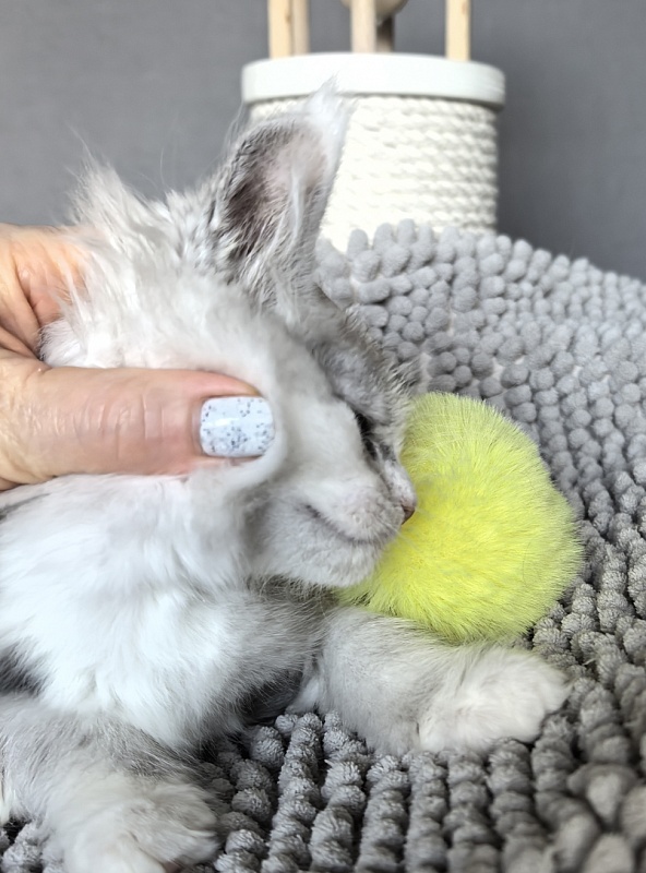 Hestina   Akbars - Kitten maine-coon 1 month 3 weeks