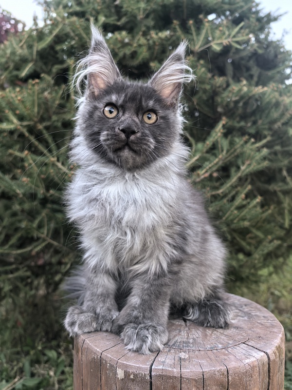 I*Vor Akbars PET (polydactyl) - Kitten maine-coon 3 months 3.5 weeks
