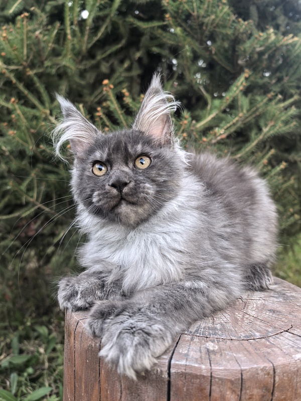 I*Vor Akbars PET (polydactyl) - Kitten maine-coon 3 months 3.5 weeks
