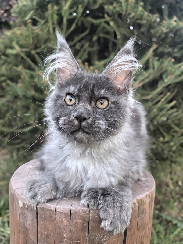 I*Vor Akbars PET (polydactyl) - Kitten maine-coon 3 months 3.5 weeks