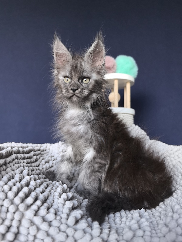 I*Vor Akbars PET (polydactyl) - Kitten maine-coon 1 month 3 weeks