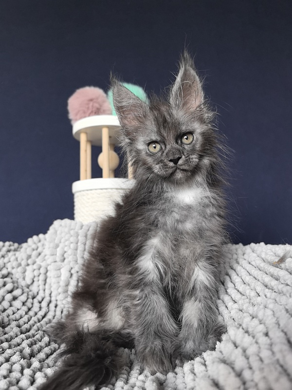 I*Vor Akbars PET (polydactyl) - Kitten maine-coon 1 month 3 weeks