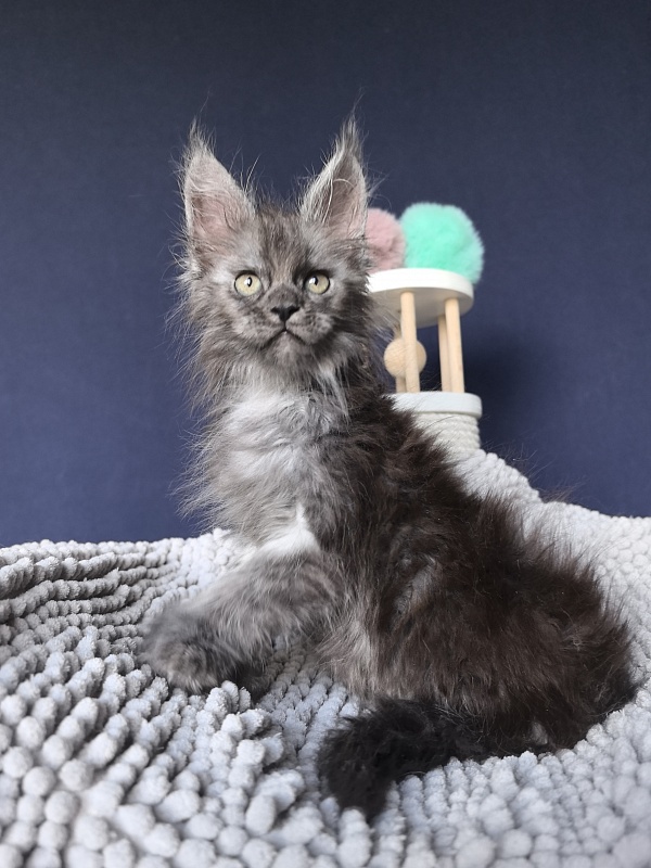 I*Vor Akbars PET (polydactyl) - Kitten maine-coon 1 month 3 weeks