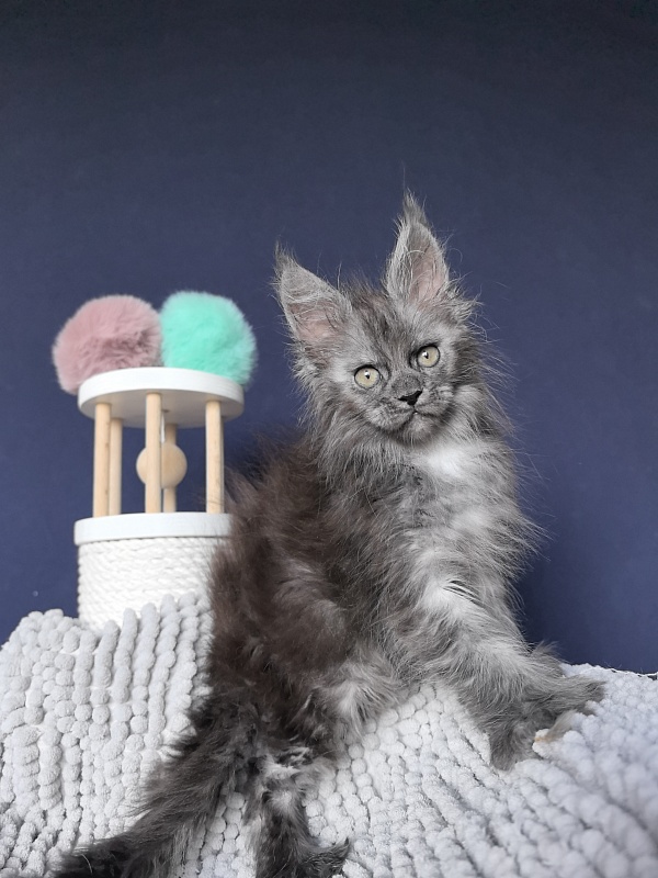I*Vor Akbars PET (polydactyl) - Kitten maine-coon 1 month 3 weeks
