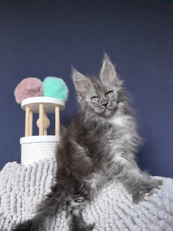 I*Vor Akbars PET (polydactyl) - Kitten maine-coon 1 month 3 weeks
