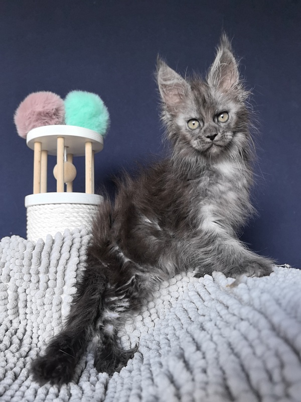 I*Vor Akbars PET (polydactyl) - Kitten maine-coon 1 month 3 weeks