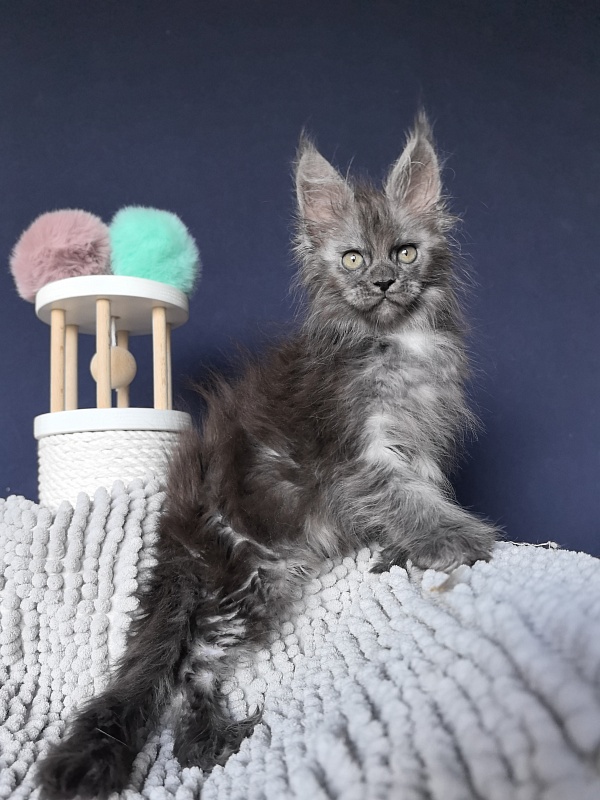 I*Vor Akbars PET (polydactyl) - Kitten maine-coon 1 month 3 weeks