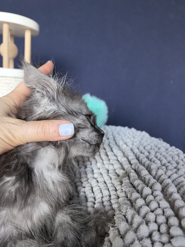 I*Vor Akbars PET (polydactyl) - Kitten maine-coon 1 month 3 weeks