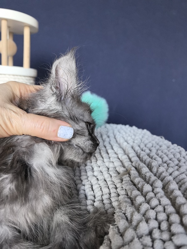 I*Vor Akbars PET (polydactyl) - Kitten maine-coon 1 month 3 weeks