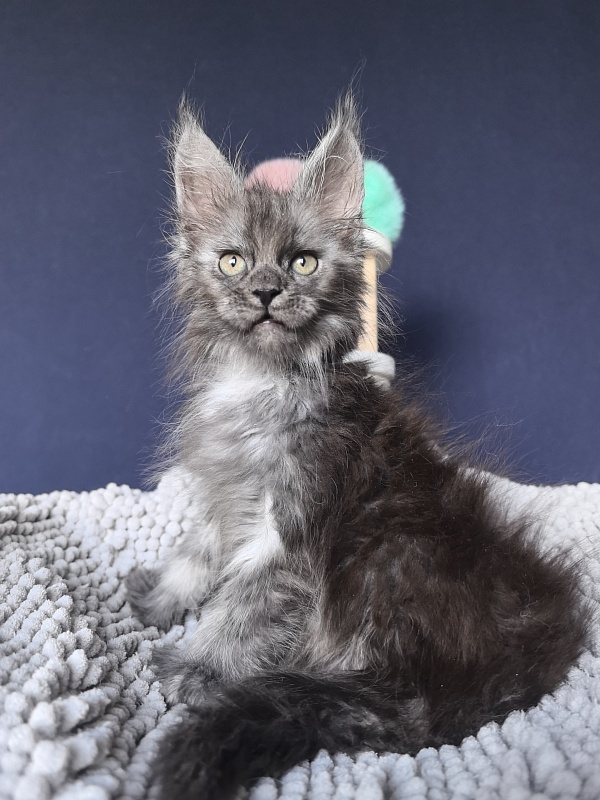 I*Vor Akbars PET (polydactyl) - Kitten maine-coon 1 month 3 weeks