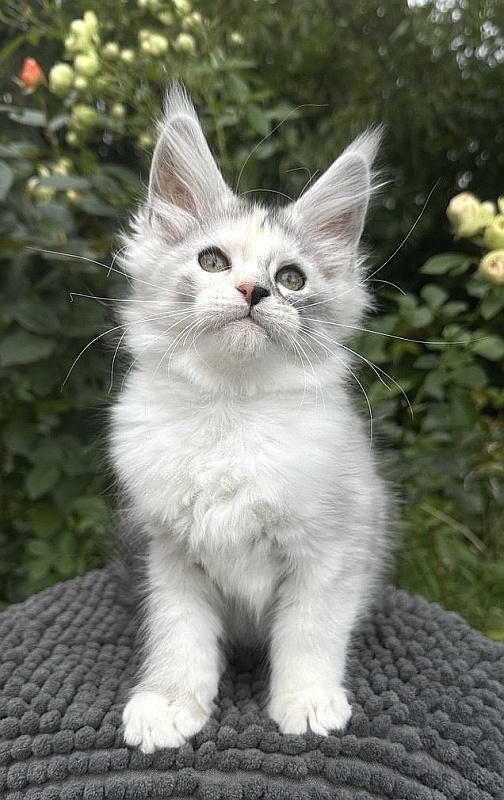 Henrietta Akbars - Kitten maine-coon 2 months 0.5 weeks
